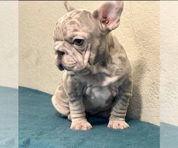 Medium Photo #3 French Bulldog Puppy For Sale in DALLAS, TX, USA