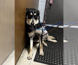 German Shepherd Dog Dogs for adoption in Stockton, CA, USA