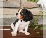 Small Photo #4 Cavalier King Charles Spaniel Puppy For Sale in SCOTTVILLE, MI, USA