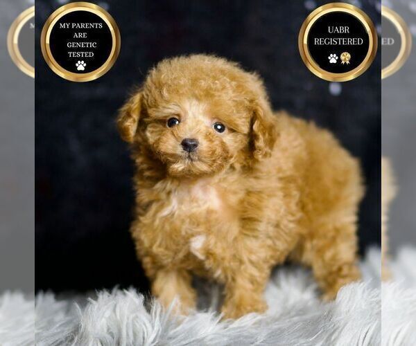 Medium Photo #43 Poodle (Miniature) Puppy For Sale in WARSAW, IN, USA