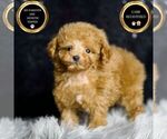 Small Photo #43 Poodle (Miniature) Puppy For Sale in WARSAW, IN, USA