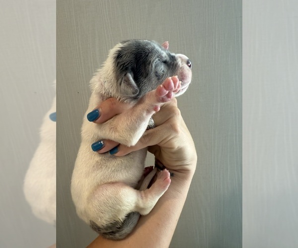 Medium Photo #41 Great Dane Puppy For Sale in HALLETTSVILLE, TX, USA