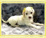 Small Photo #21 Goldendoodle Puppy For Sale in BATON ROUGE, LA, USA