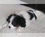 Small Photo #66 Cavalier King Charles Spaniel Puppy For Sale in HOWLAND, OH, USA