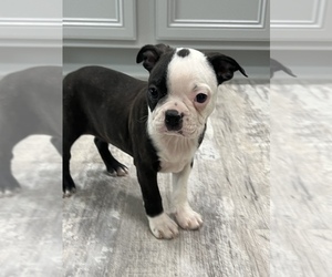 Boston Terrier Puppy for sale in MARTINSVILLE, IN, USA