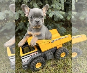 French Bulldog Puppy for sale in MIDDLEBURY, IN, USA