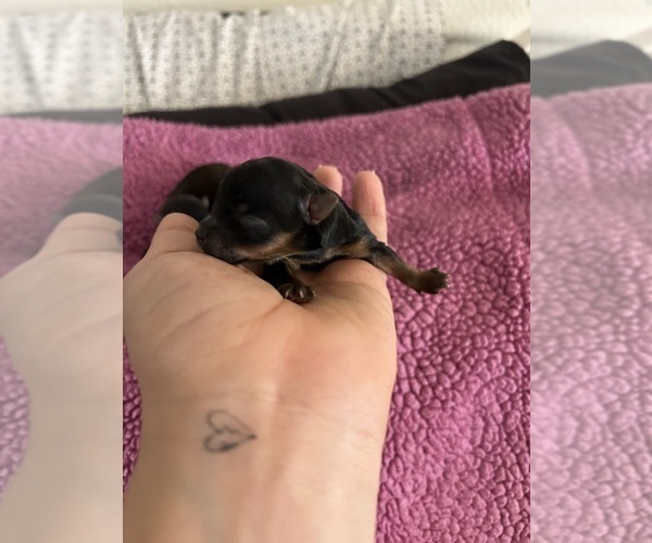 Medium Photo #6 Yorkshire Terrier Puppy For Sale in REDLANDS, CA, USA