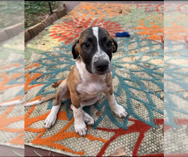 Medium Photo #2 Mutt Puppy For Sale in Mobile, AL, USA
