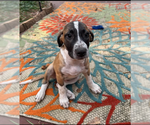 Small Photo #2 Mutt Puppy For Sale in Mobile, AL, USA
