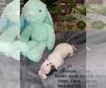 Small Photo #2 American Bulldog Puppy For Sale in PASADENA, TX, USA