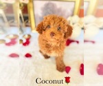 Small #1 Poodle (Toy)