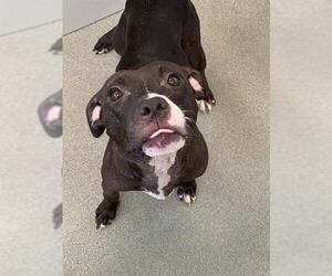 Mutt Dogs for adoption in Fayetteville, NC, USA
