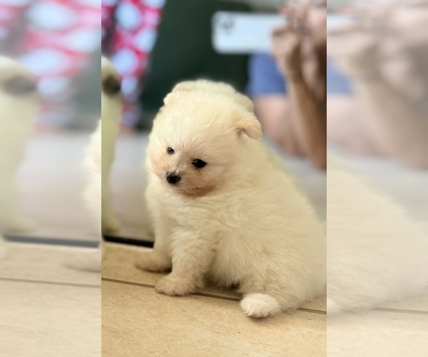 Medium Photo #6 Pomeranian Puppy For Sale in LEHIGH ACRES, FL, USA