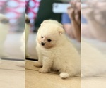 Small Photo #6 Pomeranian Puppy For Sale in LEHIGH ACRES, FL, USA