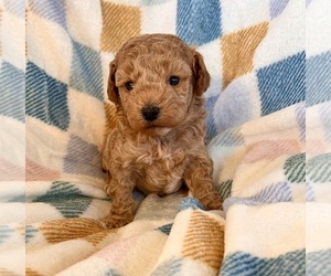 Poodle (Toy) Puppy for sale in Lexington, NC, USA