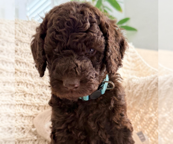 Medium Photo #4 Labradoodle mix (+ Poodle Standard) Puppy For Sale in CHULA VISTA, CA, USA