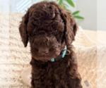 Small Photo #4 Labradoodle mix (+ Poodle Standard) Puppy For Sale in CHULA VISTA, CA, USA