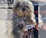 Small Photo #2 Maltese Puppy For Sale in Modesto, CA, USA