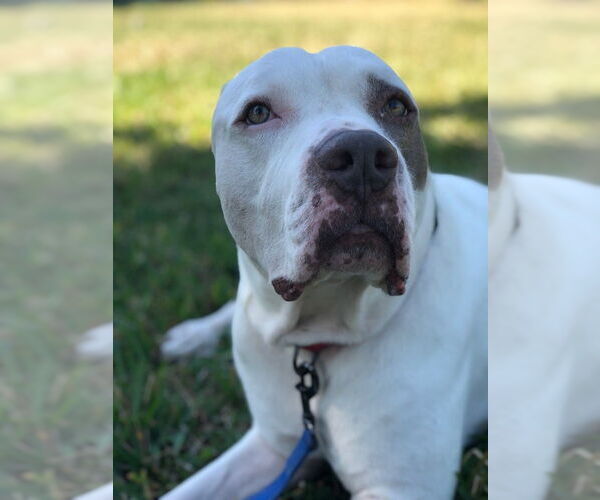 Medium Photo #4 American Staffordshire Terrier Puppy For Sale in West Palm Beach, FL, USA