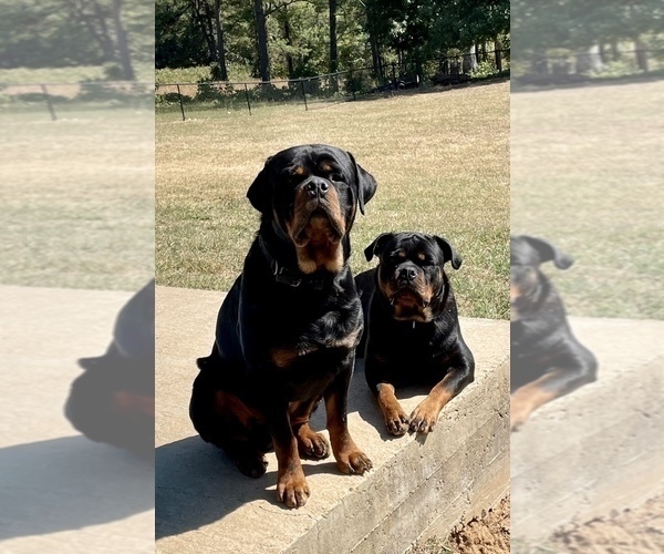 Medium Photo #1 Rottweiler Puppy For Sale in COMO, MS, USA