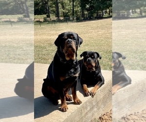 Rottweiler Puppy for sale in COMO, MS, USA