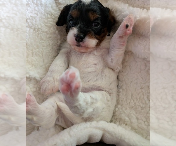 Medium Photo #3 Cavapoo (Miniature) Puppy For Sale in SAINT FRANCIS, MN, USA