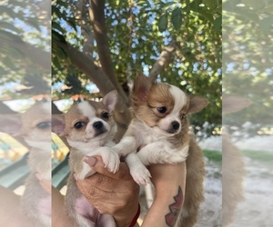 Chihuahua Puppy for Sale in PALM SPRINGS, California USA