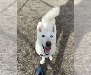 Siberian Husky-Unknown Mix Dogs for adoption in Elmsford, NY, USA