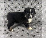 Small Photo #22 Australian Shepherd Puppy For Sale in SALISBURY, NC, USA