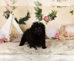 Small Photo #3 Poodle (Toy) Puppy For Sale in WARSAW, IN, USA