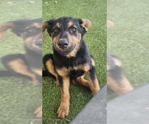 German Shepherd Dog Dogs for adoption in Stockton, CA, USA