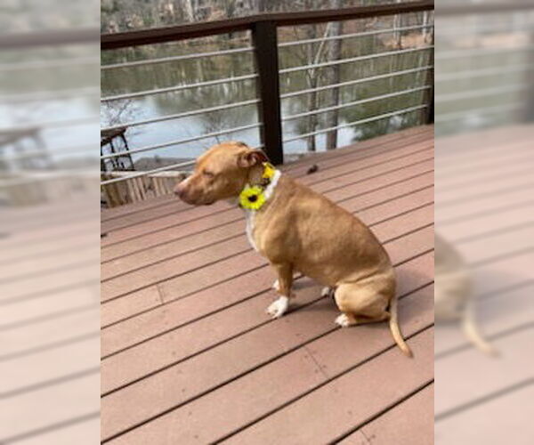 Medium Photo #6 American Bulldog-Labrador Retriever Mix Puppy For Sale in Decatur, GA, USA