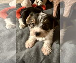 Small #3 Mutt