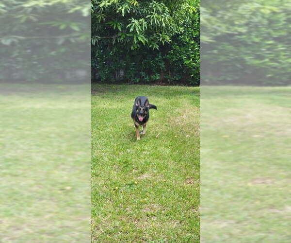 Medium Photo #8 German Shepherd Dog Puppy For Sale in Plantation, FL, USA