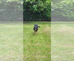 Small Photo #8 German Shepherd Dog Puppy For Sale in Plantation, FL, USA