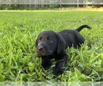 Small #5 Labrador Retriever
