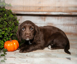 Small #2 Cocker Spaniel