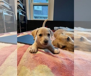 Kai - Male Mutt Dog for Adoption - Photo #24