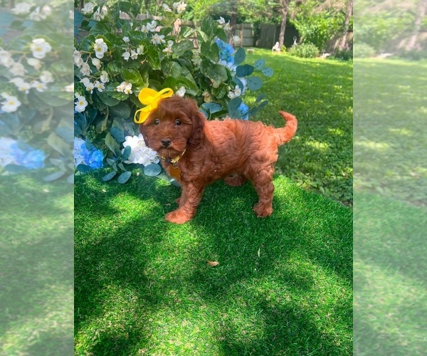 Medium Photo #2 Goldendoodle (Miniature) Puppy For Sale in INDIANAPOLIS, IN, USA