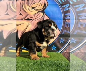 English Bulldog Puppy for sale in FORT WASHINGTON, MD, USA