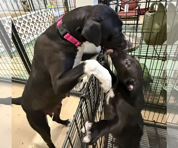 Medium Photo #4 Labrador Retriever-Unknown Mix Puppy For Sale in GILBERTS, IL, USA