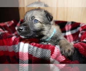 German Shepherd Dog Puppy for sale in HAZLETON, IN, USA