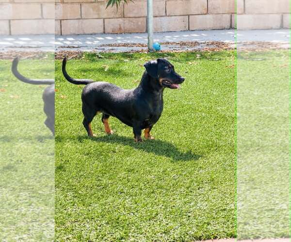 Medium Photo #2 Chiweenie Puppy For Sale in La Verne, CA, USA
