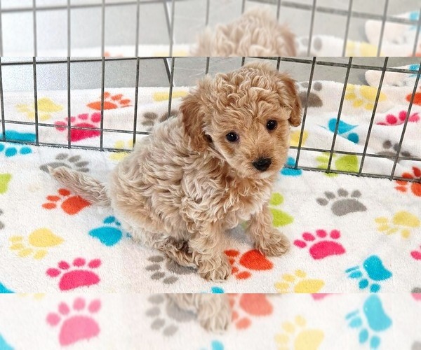 Medium Photo #11 Cavapoo (Miniature)-Poodle (Toy) Mix Puppy For Sale in ORO VALLEY, AZ, USA