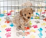Small #10 Cavapoo (Miniature)-Poodle (Toy) Mix