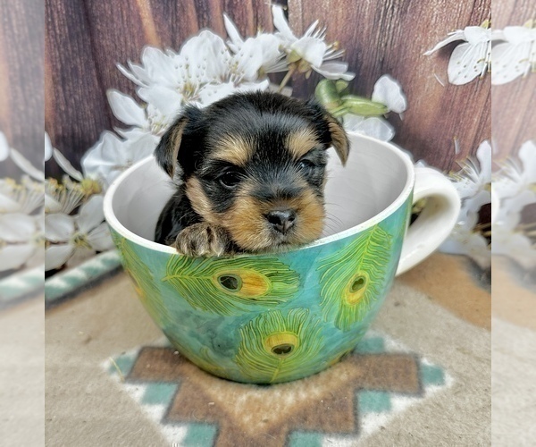 Medium Photo #9 Yorkshire Terrier Puppy For Sale in CASSVILLE, MO, USA