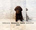 Small Photo #3 Labradoodle Puppy For Sale in ROCKY MOUNT, NC, USA