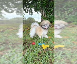 Shih Tzu Dogs for adoption in Weston, FL, USA