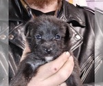 Small Jack Russell Terrier-Schipperke Mix