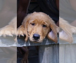 Puppy Willie Golden Retriever